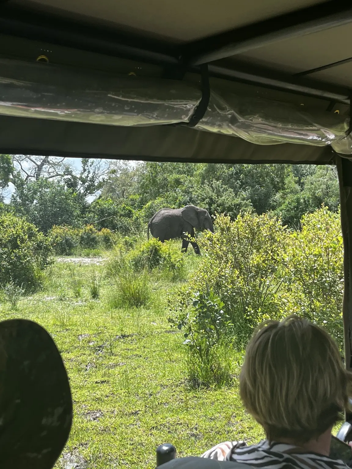 Elephant photographed from the safari vehicle in Nyerere National Park