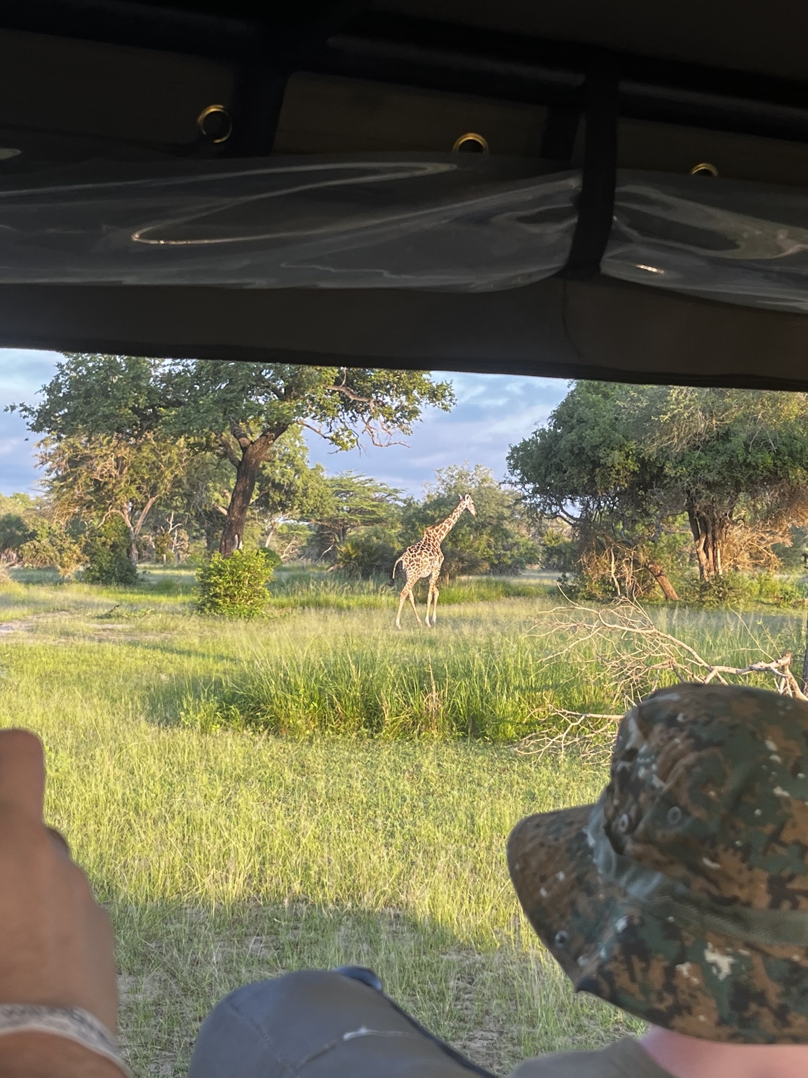Giraffe seen from our safari vehicle in Nyerere National Park