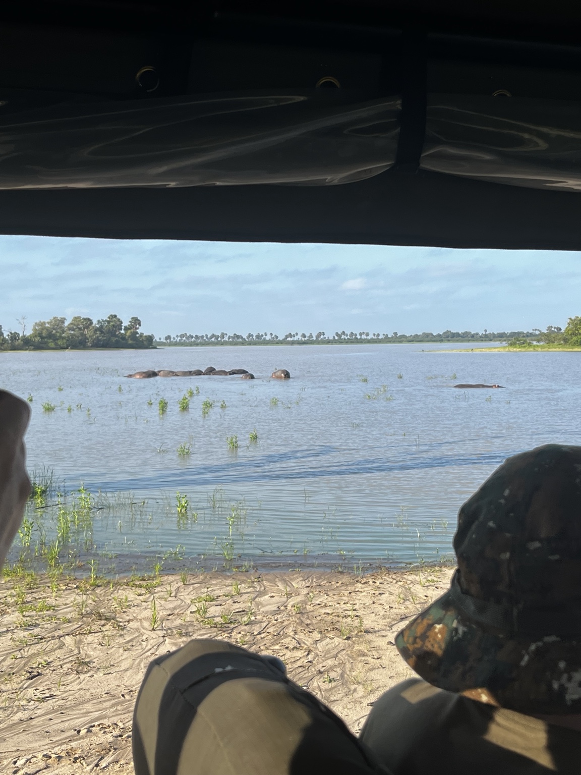 Hippos in the water during a Nyerere National Park safari